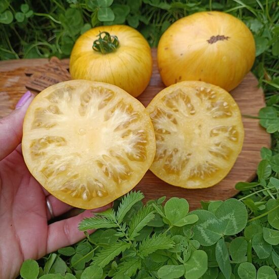 Pineapple Pig ( 10 tomātu sēklas)